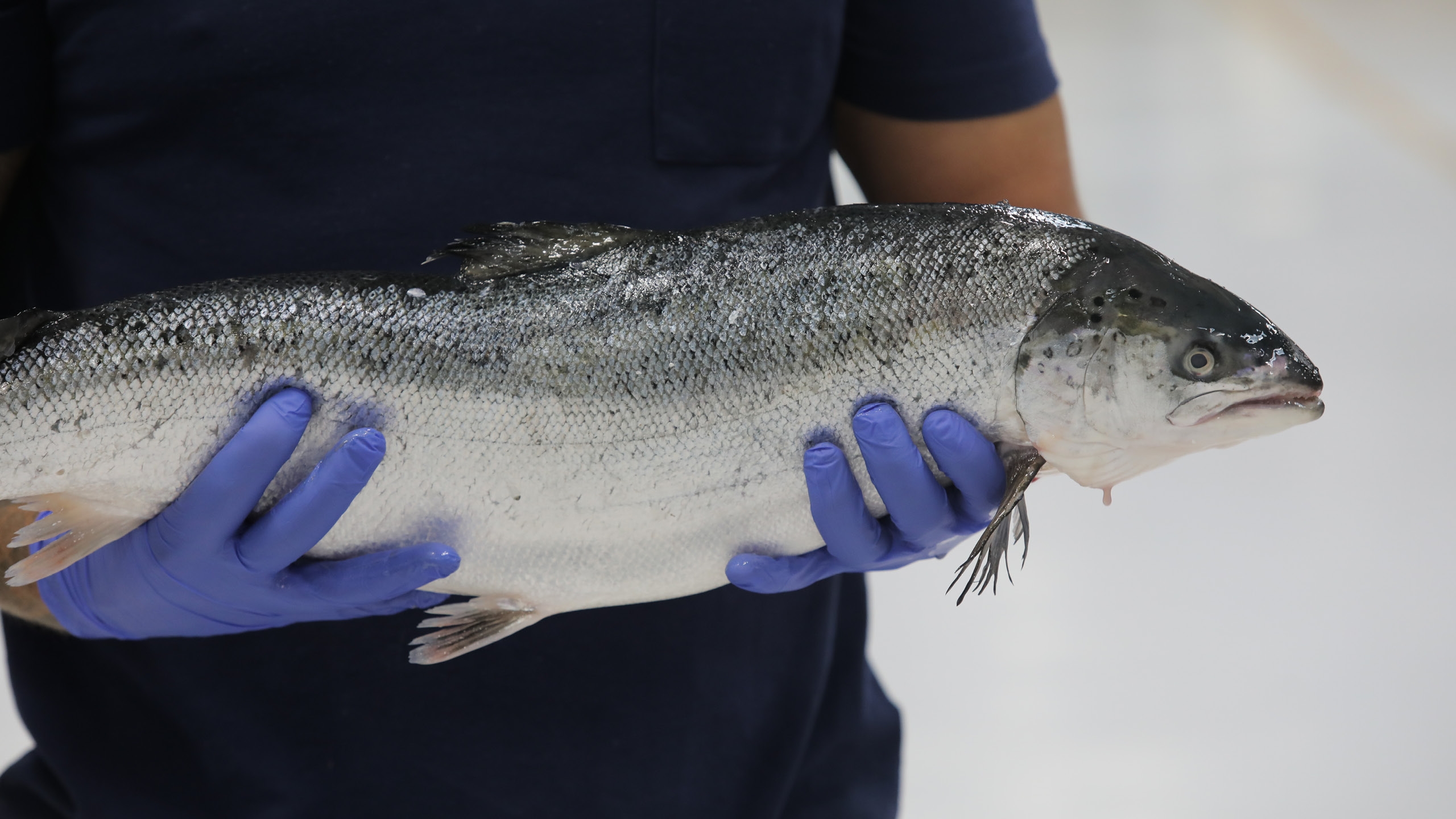 Employee holding a salmon at Uni-Food Technic.